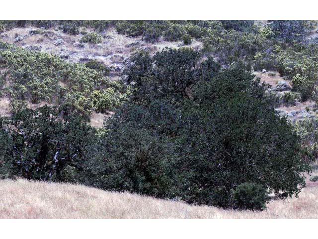 Quercus douglasii (Blue oak) #66059