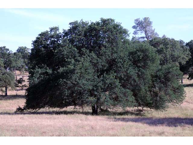 Quercus douglasii (Blue oak) #66060