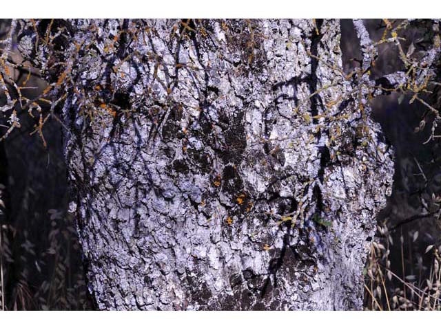 Quercus douglasii (Blue oak) #66064