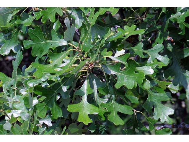 Quercus macrocarpa (Bur oak) #66066