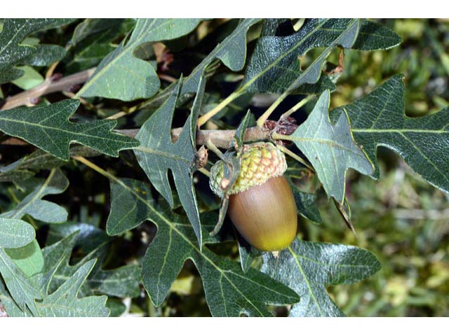Quercus gambelii (Gambel oak) #66070