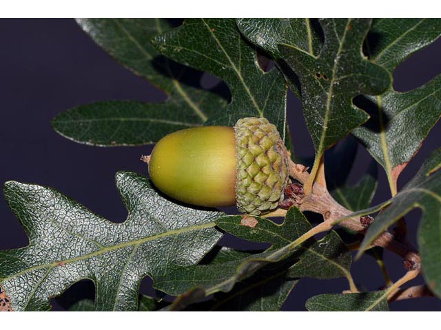 Quercus gambelii (Gambel oak) #66073