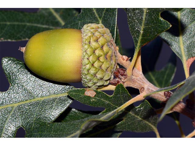 Quercus gambelii (Gambel oak) #66074