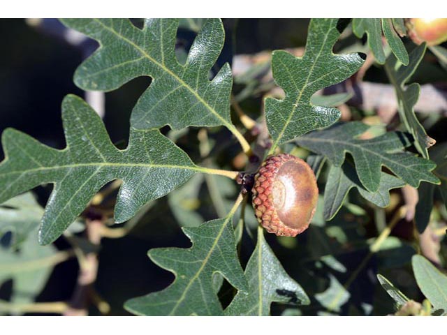 Quercus gambelii (Gambel oak) #66081