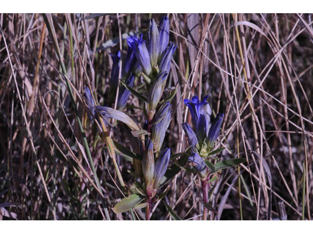 Gentiana affinis (Pleated gentian) #67473