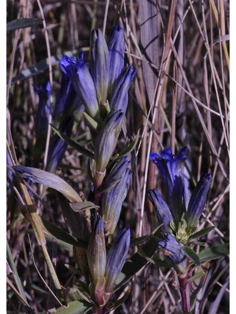 Gentiana affinis (Pleated gentian) #67474