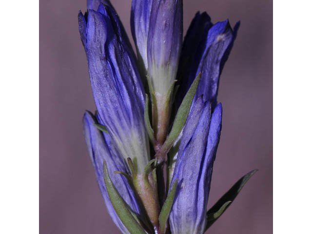 Gentiana affinis (Pleated gentian) #67476