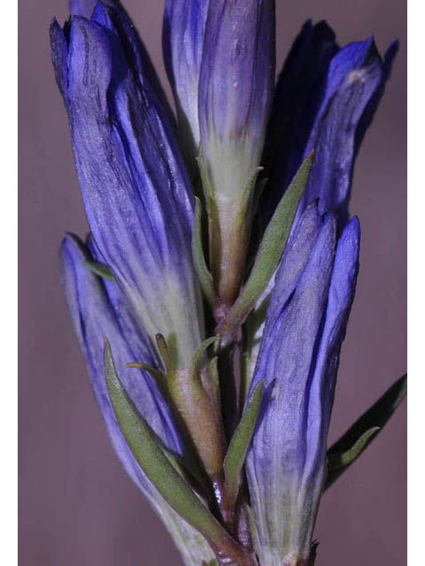 Gentiana affinis (Pleated gentian) #67477