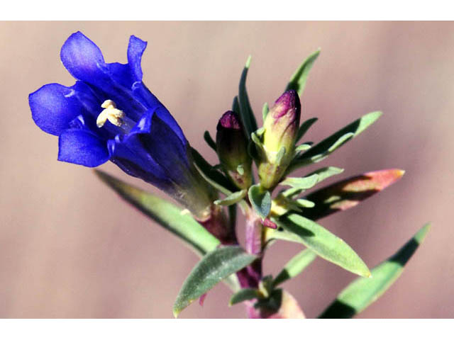 Gentiana affinis (Pleated gentian) #67479