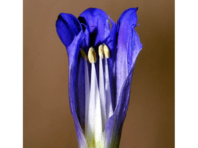 Gentiana affinis (Pleated gentian) #67482