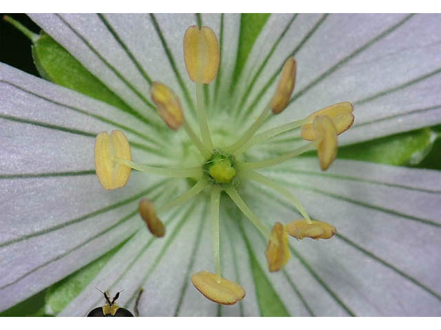 Geranium maculatum (Spotted geranium) #67498