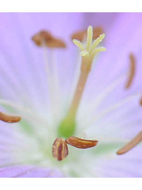 Geranium maculatum (Spotted geranium) #67506