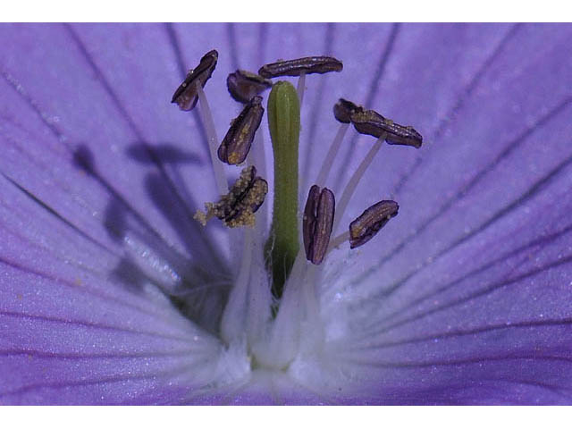 Geranium maculatum (Spotted geranium) #67520