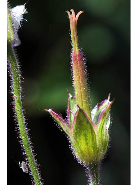 Geranium richardsonii (Richardson's geranium) #67529