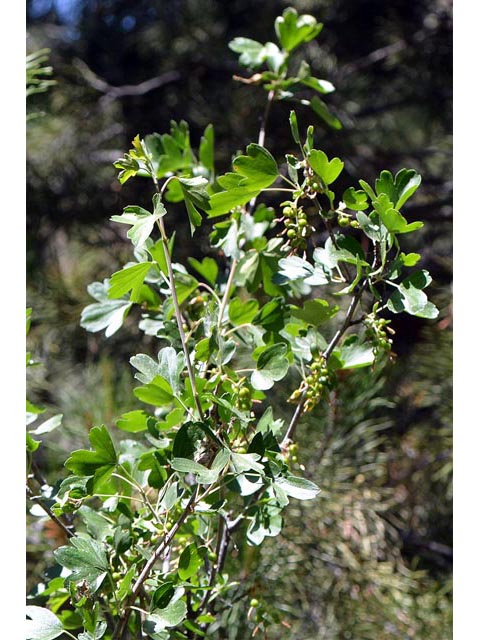 Ribes aureum var. aureum (Golden currant) #67555