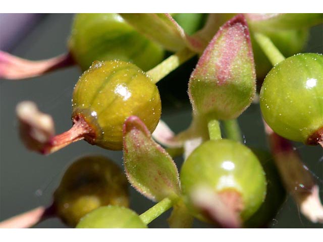 Ribes aureum var. aureum (Golden currant) #67563