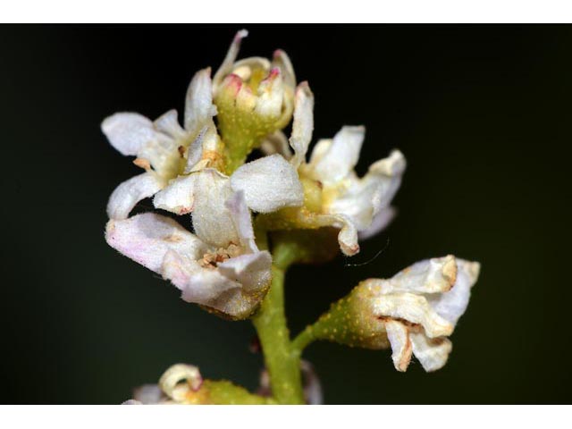 Ribes hudsonianum (Northern black currant) #67635
