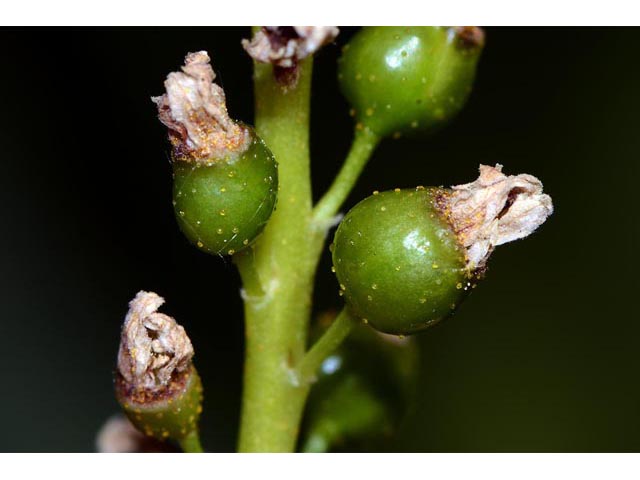 Ribes hudsonianum (Northern black currant) #67637