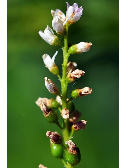 Ribes hudsonianum (Northern black currant) #67639