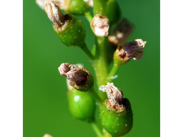 Ribes hudsonianum (Northern black currant) #67641