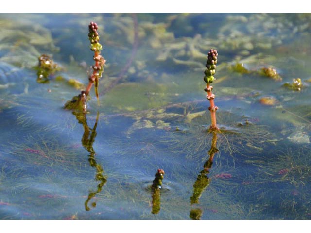 Myriophyllum sibiricum (Shortspike watermilfoil) #67654