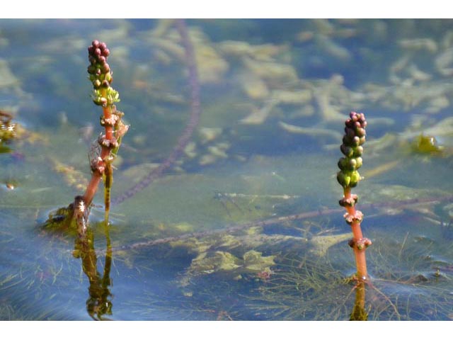 Myriophyllum sibiricum (Shortspike watermilfoil) #67655