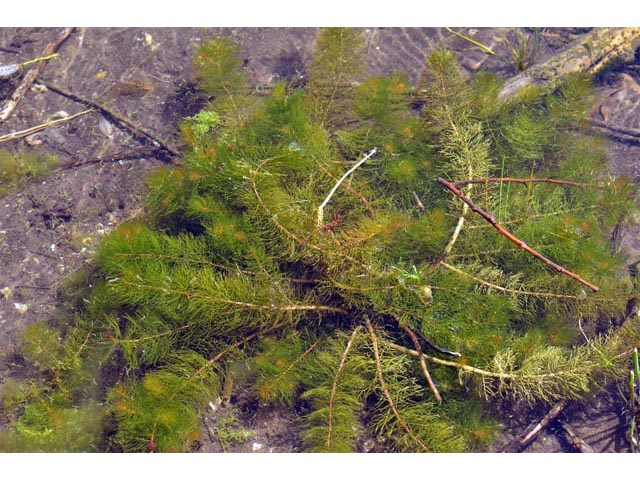 Myriophyllum sibiricum (Shortspike watermilfoil) #67656