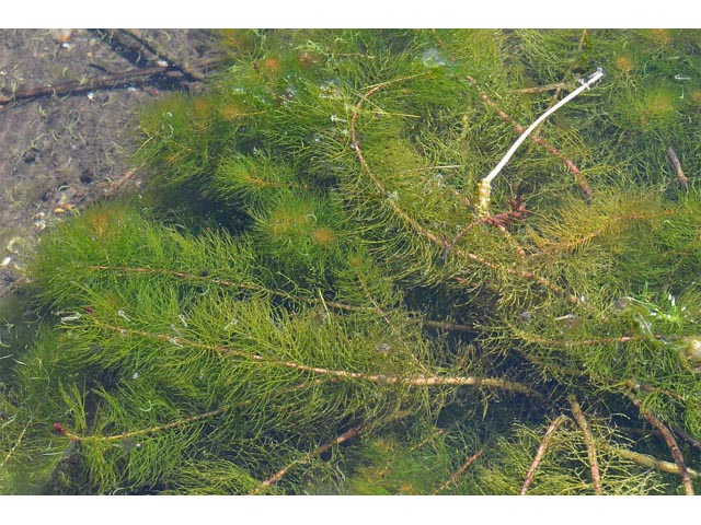 Myriophyllum sibiricum (Shortspike watermilfoil) #67657