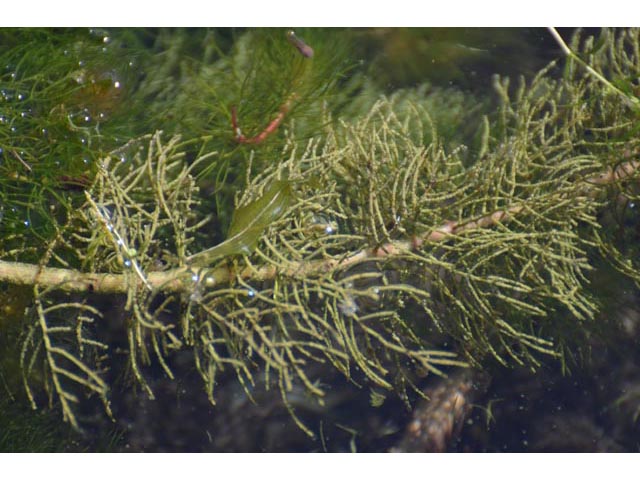 Myriophyllum sibiricum (Shortspike watermilfoil) #67658