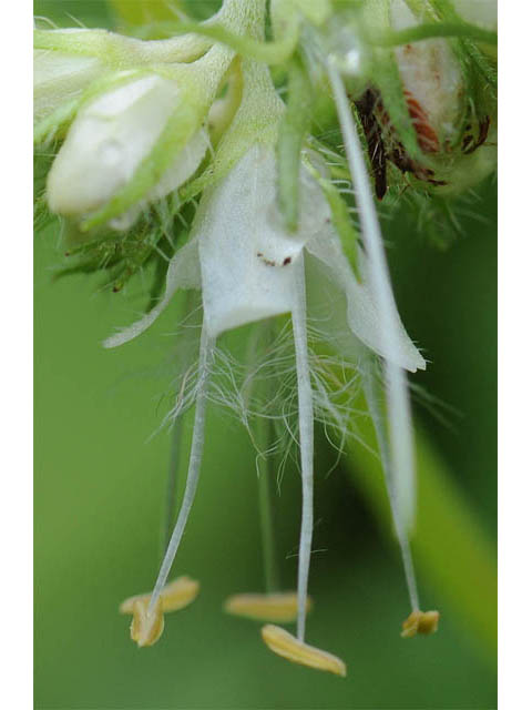 Hydrophyllum canadense (Broad-leaved waterleaf) #67689