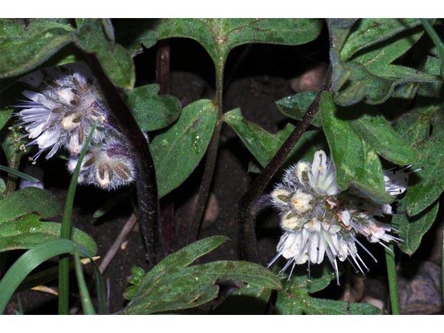 Hydrophyllum capitatum var. capitatum (Ballhead waterleaf) #67691