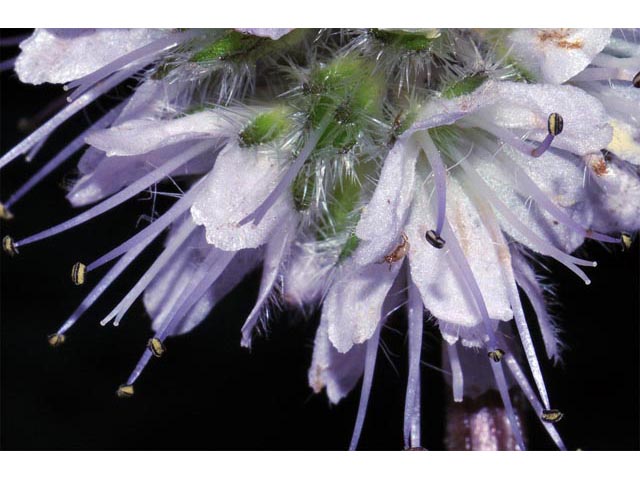 Hydrophyllum capitatum var. capitatum (Ballhead waterleaf) #67694