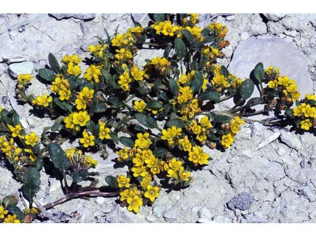 Phacelia lutea var. lutea (Yellow phacelia) #67710