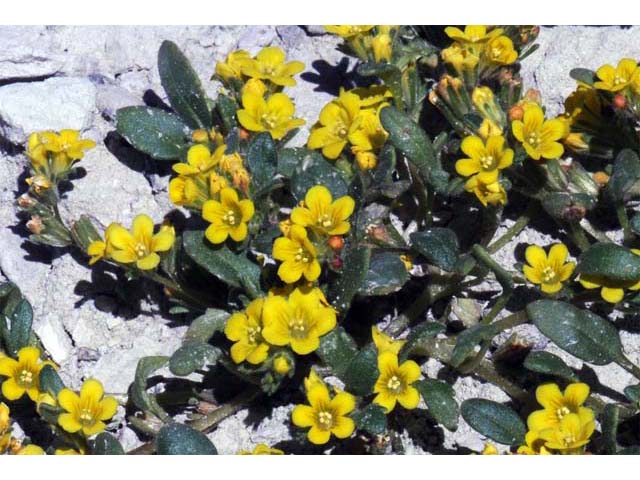 Phacelia lutea var. lutea (Yellow phacelia) #67712