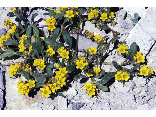 Phacelia lutea var. lutea (Yellow phacelia) #67713