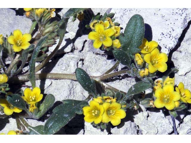 Phacelia lutea var. lutea (Yellow phacelia) #67714