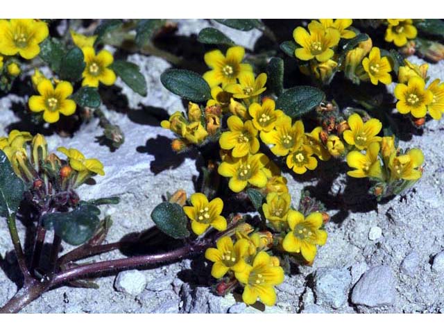 Phacelia lutea var. lutea (Yellow phacelia) #67716