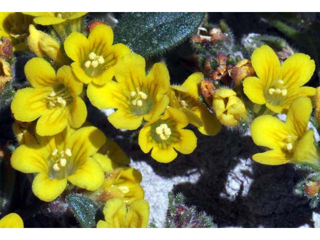 Phacelia lutea var. lutea (Yellow phacelia) #67718