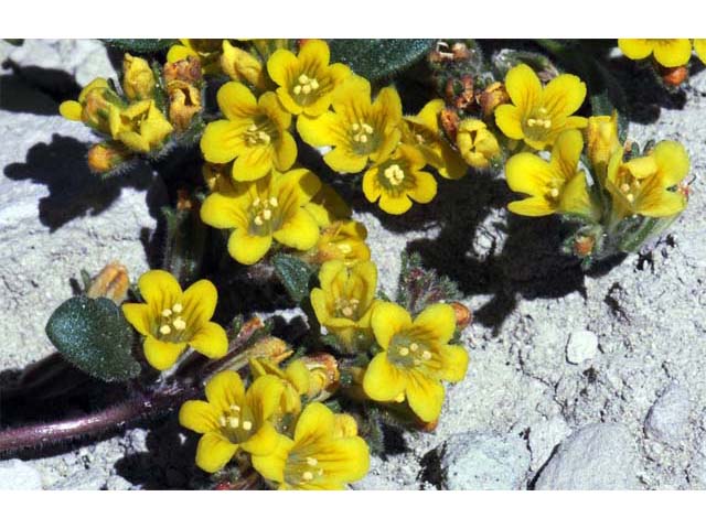 Phacelia lutea var. lutea (Yellow phacelia) #67719