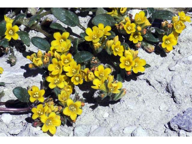 Phacelia lutea (Yellow phacelia) #67735