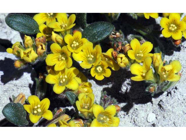 Phacelia lutea (Yellow phacelia) #67741