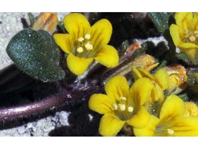 Phacelia lutea (Yellow phacelia) #67744
