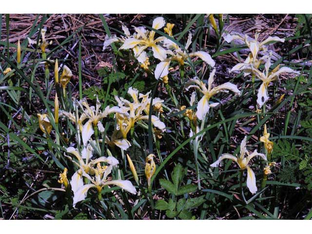 Iris hartwegii (Rainbow iris) #67774