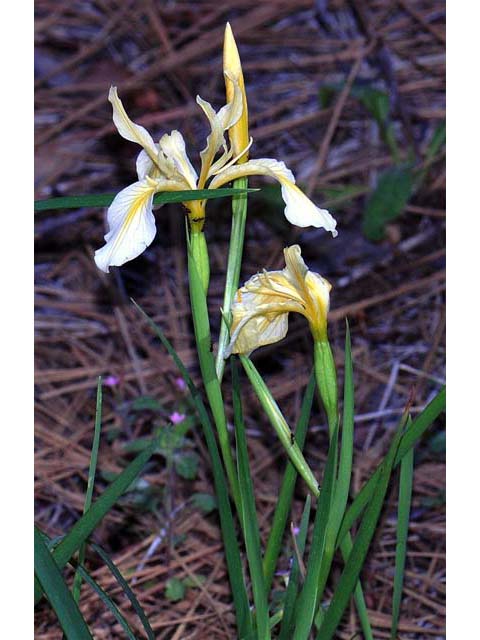 Iris hartwegii (Rainbow iris) #67776