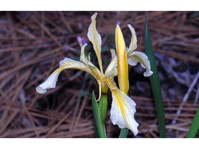 Iris hartwegii (Rainbow iris) #67777