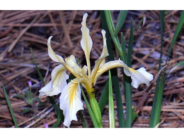 Iris hartwegii (Rainbow iris) #67778
