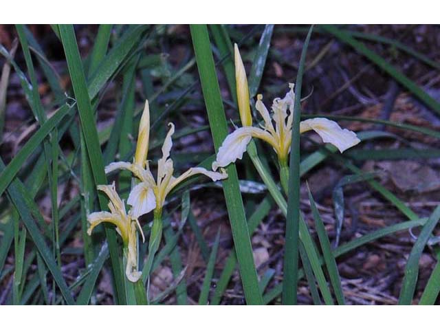 Iris hartwegii (Rainbow iris) #67779