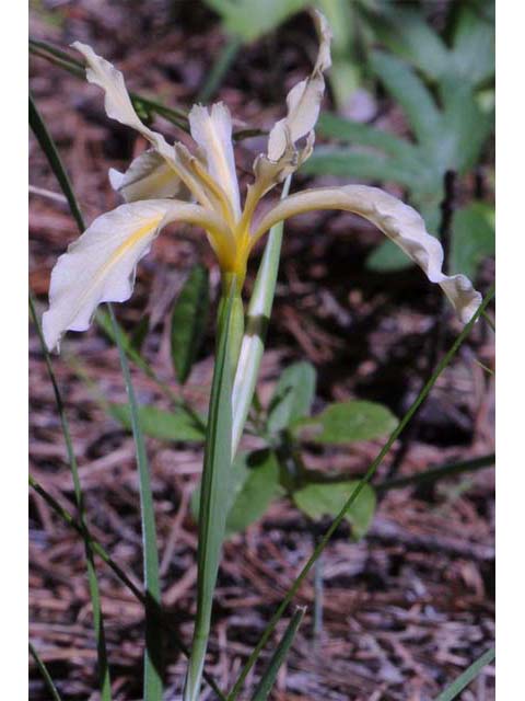 Iris hartwegii (Rainbow iris) #67782