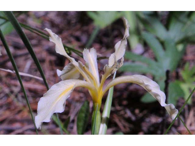Iris hartwegii (Rainbow iris) #67783