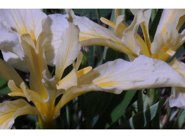 Iris hartwegii (Rainbow iris) #67788